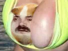 :Hamstazizir: