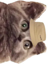 :ChatbobD: