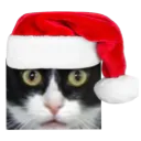 :chat_surpris_noel_regard_percant: