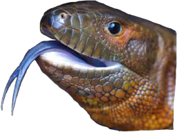 :Lezard4: