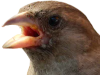 :Piafed: