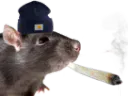 :rat_bedo: