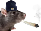 :rat_bedo: