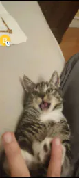 :chatsurpris: