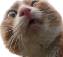 :GUOI: