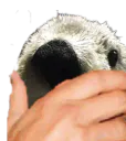 :SeaOtter_Rire: