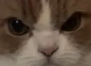 :Chat_zoom_fache_2: