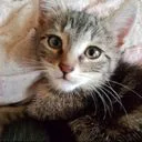 PetitChaton