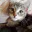 Photo de profil de PetitChaton