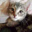 Photo de profil de PetitChaton