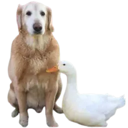 :chien_canard: