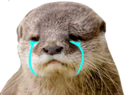 :loutre_triste: