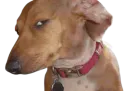 :Chien_dubitatif: