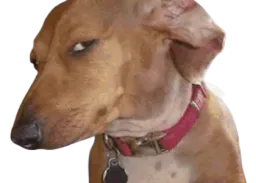 :Chien_dubitatif: