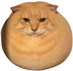 :Chat_boule: