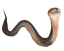 :Chat-Serpent: