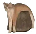 :chatpierre:
