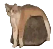 :chatpierre: