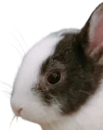 :Lapin_LapinZinzolin: