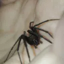 Rosarugosa