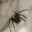 Photo de profil de Rosarugosa