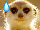 :suricate_sueur:
