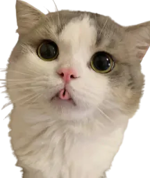 :Chat_blblbl: