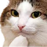 :cat_think: