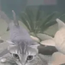 :Poisson_chatte_a: