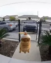 :chatcopter: