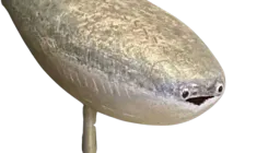:houain: