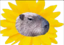 :capybara_fleur: