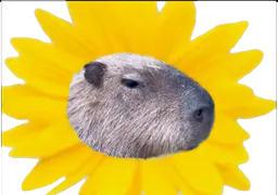 :capybara_fleur: