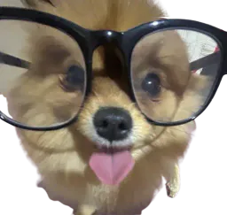 :spitz_yeah: