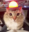 :chat_gyrophare: