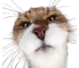 :Chat_daron_: