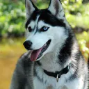 LeChienWoufWouf