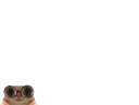 :chat_lunettes_petit: