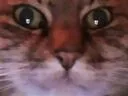 :mooz_tahc: