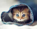 :Chat_mignon_: