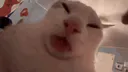 :Chat_je_lick_tout: