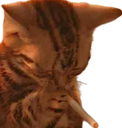 :Chat_cigarette_: