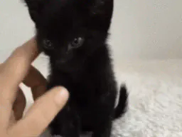 :gratte_chaton: