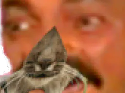 :lynx: