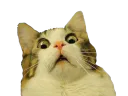 :chat_choc_: