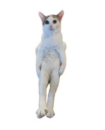 :Felin: