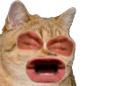 :sodium_eussou: