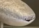 :Snafish: