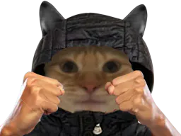 :Chat_bagarre: