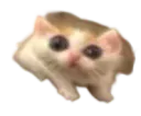 :Crapaud-chat: